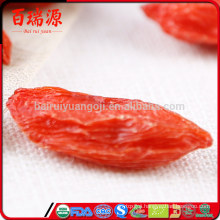 Goji berry natue what are goji berries used for bacche di goji lycium barbarum